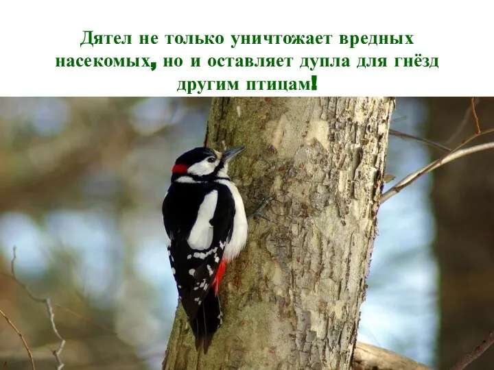 Дятел не только уничтожает вредных насекомых, но и оставляет дупла для гнёзд другим птицам!