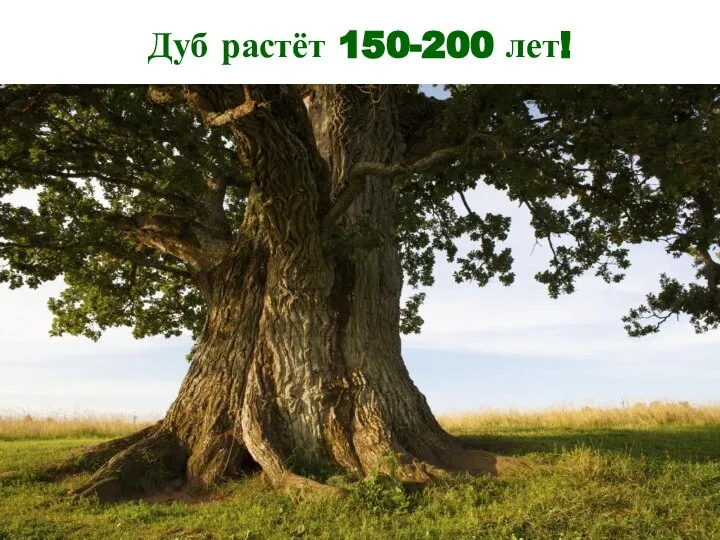 Дуб растёт 150-200 лет!