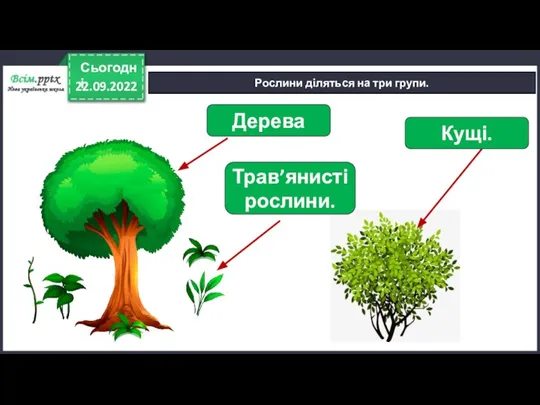 22.09.2022 Сьогодні Рослини діляться на три групи. Дерева Трав’янисті рослини. Кущі.