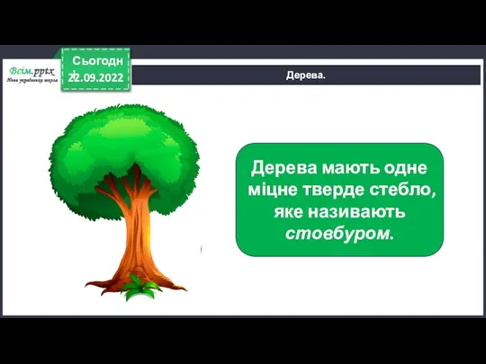 22.09.2022 Сьогодні Дерева. Дерева мають одне міцне тверде стебло, яке називають стовбуром.