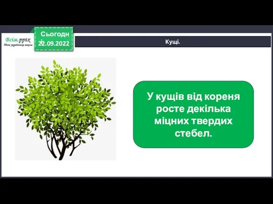 22.09.2022 Сьогодні Кущі. У кущів від кореня росте декілька міцних твердих стебел.