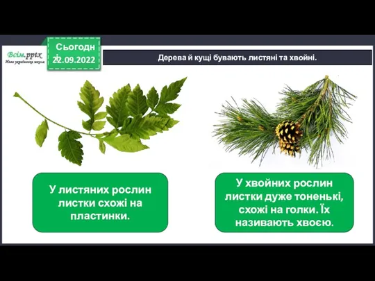 22.09.2022 Сьогодні Дерева й кущі бувають листяні та хвойні. У листяних рослин