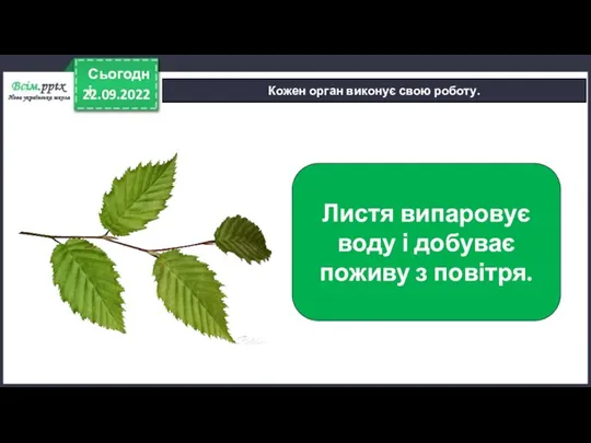 22.09.2022 Сьогодні Кожен орган виконує свою роботу. Листя випаровує воду і добуває поживу з повітря.