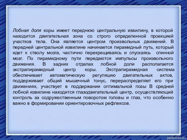 Лобная доля коры имеет переднюю центральную извилину, в которой находится двигательная зона