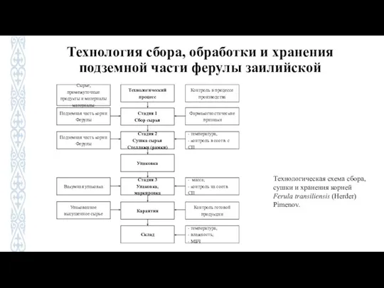 Технология сбора, обработки и хранения подземной части ферулы заилийской Технологическая схема сбора,