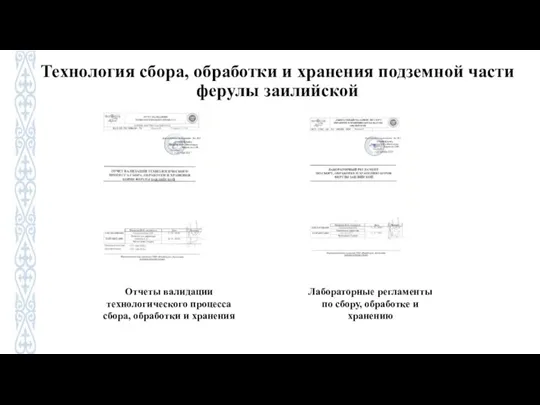 Технология сбора, обработки и хранения подземной части ферулы заилийской Отчеты валидации технологического