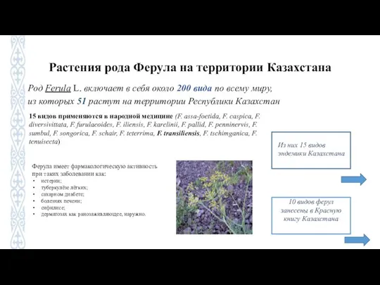 Растения рода Ферула на территории Казахстана Род Ferula L. включает в себя