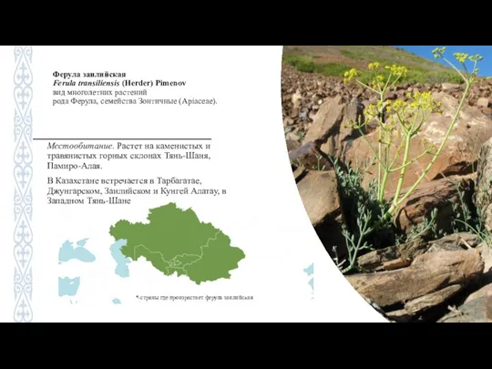 Ферула заилийская Ferula transiliensis (Herder) Pimenov вид многолетних растений рода Ферула, семейства