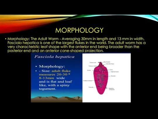 MORPHOLOGY Morphology: The Adult Worm - Averaging 30mm in length and 13