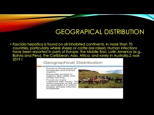 GEOGRAPICAL DISTRIBUTION Fasciola hepatica is found on all inhabited continents, in more