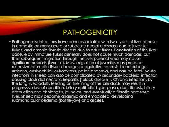 PATHOGENICITY Pathogenesis: Infections have been associated with two types of liver disease