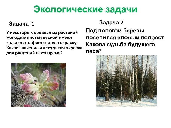 Экологические задачи Задача 1 У некоторых древесных растений молодые листья весной имеют