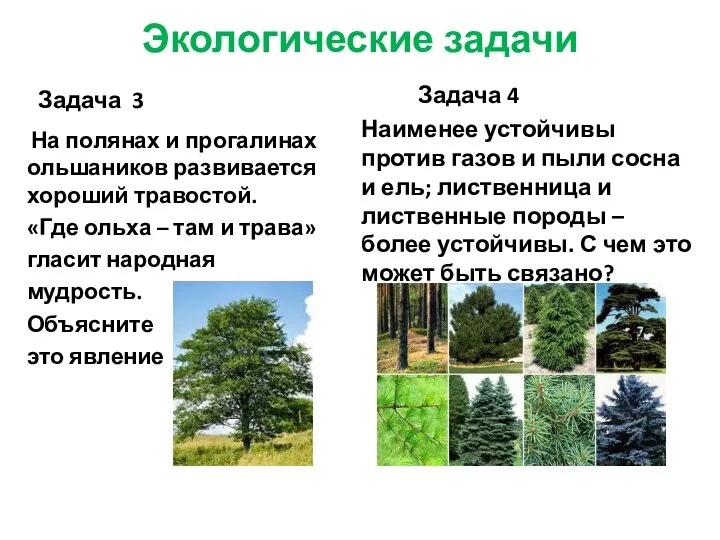 Экологические задачи Задача 3 На полянах и прогалинах ольшаников развивается хороший травостой.
