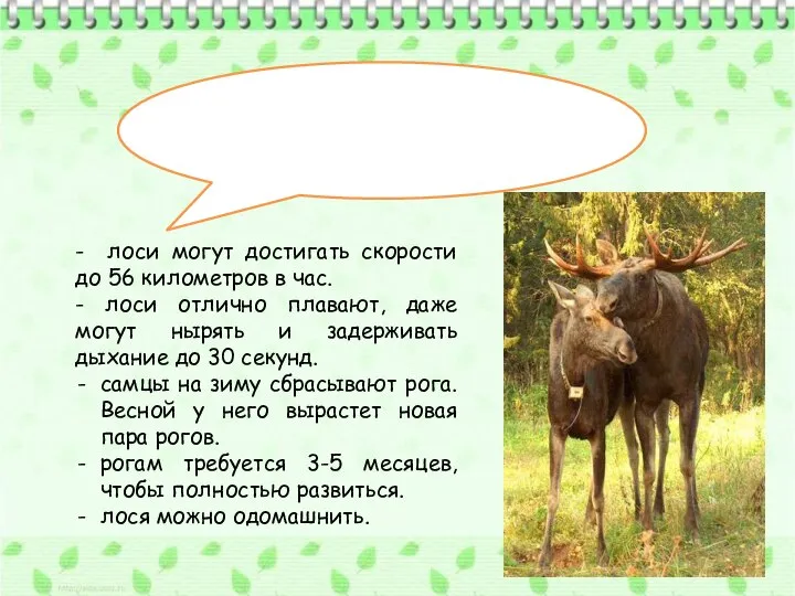 Это интересно… - лоси могут достигать скорости до 56 километров в час.