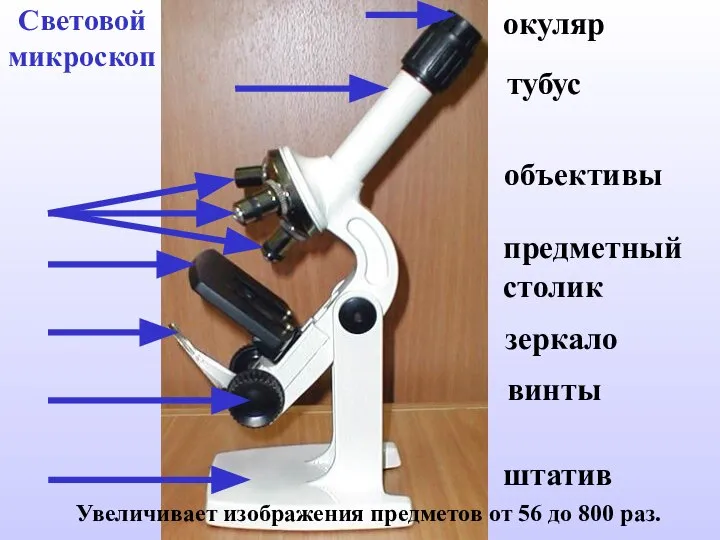 Световой микроскоп Увеличивает изображения предметов от 56 до 800 раз. окуляр тубус