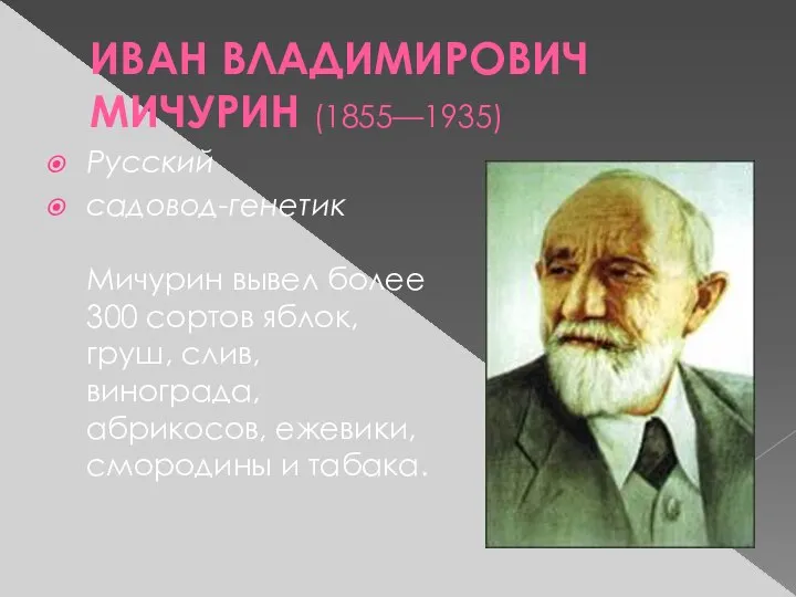 ИВАН ВЛАДИМИРОВИЧ МИЧУРИН (1855—1935) Русский садовод-генетик Мичурин вывел более 300 сортов яблок,