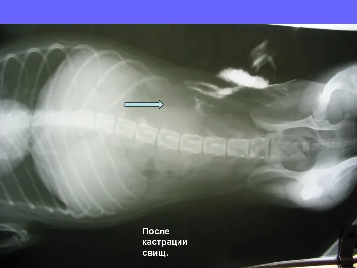 После кастрации свищ.