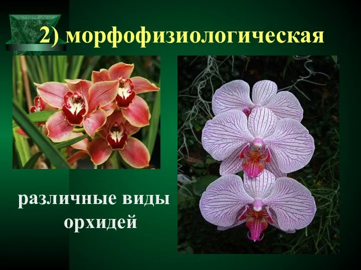 2) морфофизиологическая различные виды орхидей