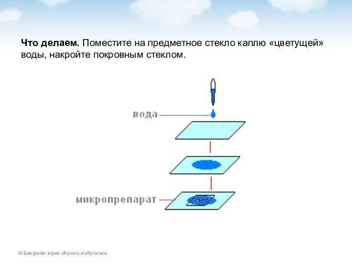 Что делаем. Поместите на предметное стекло каплю «цветущей» воды, накройте покровным стеклом.