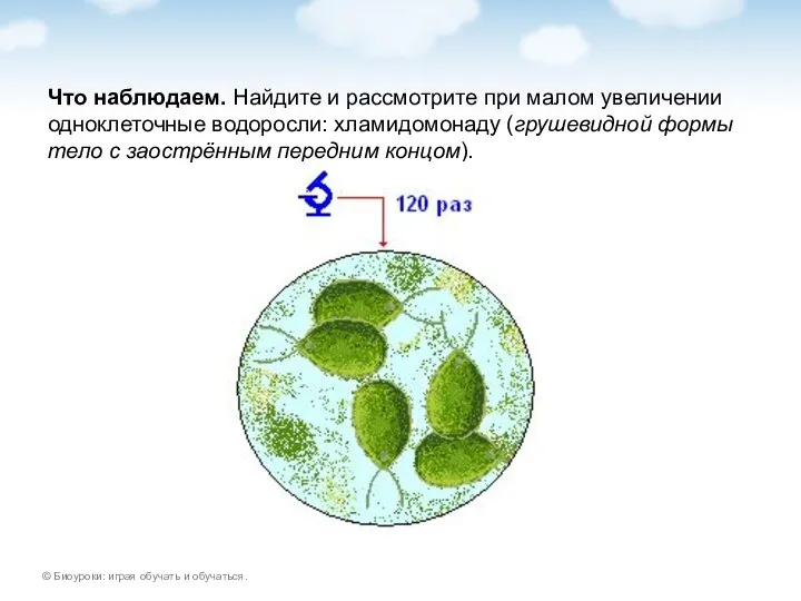 Что наблюдаем. Найдите и рассмотрите при малом увеличении одноклеточные водоросли: хламидомонаду (грушевидной