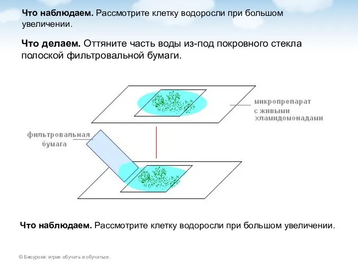 Что наблюдаем. Рассмотрите клетку водоросли при большом увеличении. Что делаем. Оттяните часть