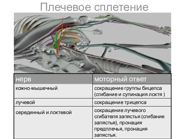 Плечевое сплетение