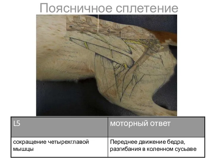 Поясничное сплетение