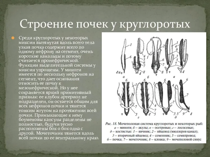 Среди круглоротых у некоторых миксин вытянутая вдоль всего тела узкая почка содержит