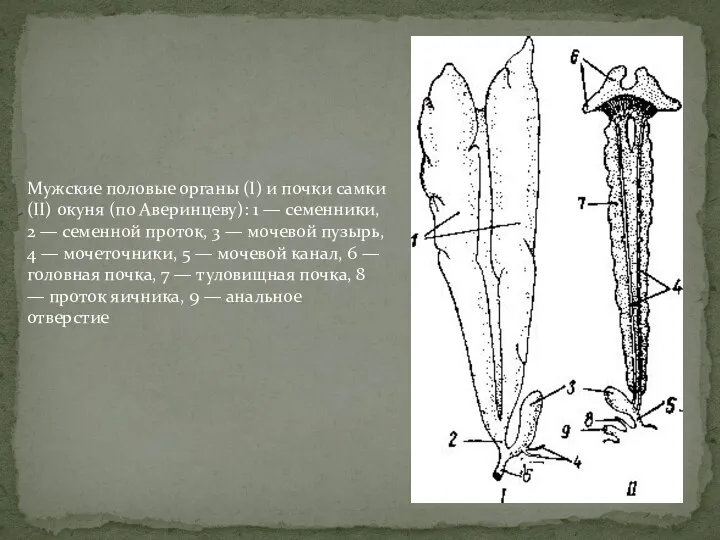 Мужские половые органы (I) и почки самки (II) окуня (по Аверинцеву): 1