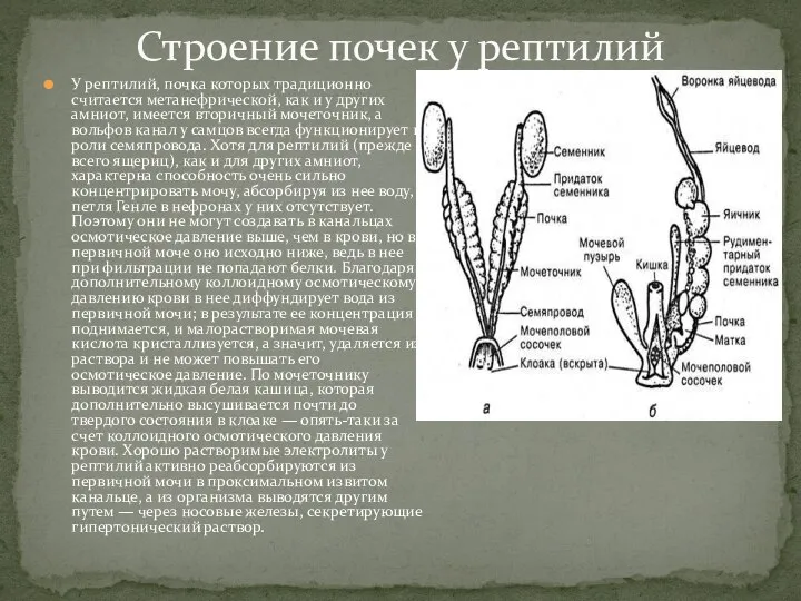 У рептилий, почка которых традиционно считается метанефрической, как и у других амниот,