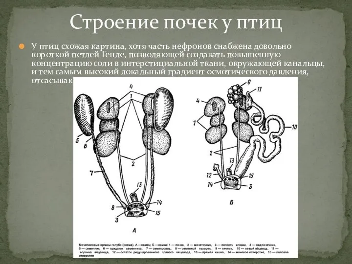 У птиц схожая картина, хотя часть нефронов снабжена довольно короткой петлей Генле,