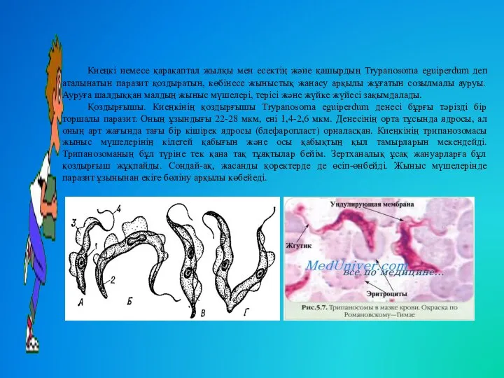 Киеңкі немесе қарақаптал жылқы мен есектің жəне қашырдың Trypanosoma eguіperdum деп аталынатын