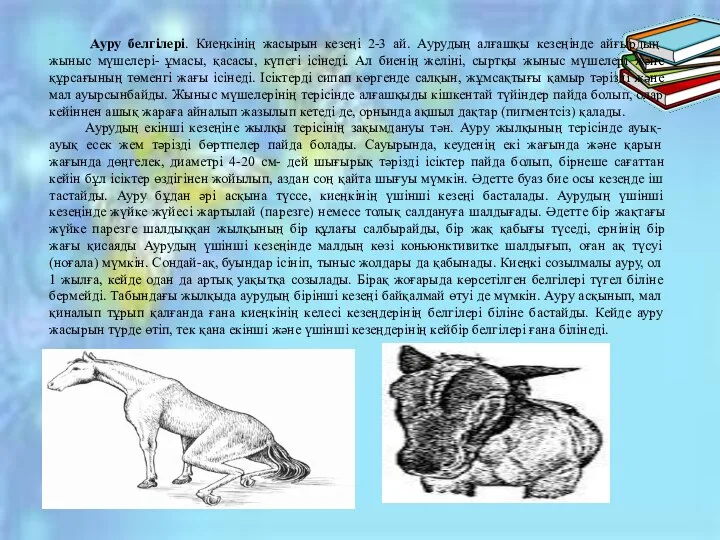 Ауру белгілері. Киеңкінің жасырын кезеңі 2-3 ай. Аурудың алғашқы кезеңінде айғырдың жыныс