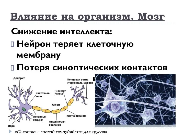 Снижение интеллекта: Нейрон теряет клеточную мембрану Потеря синоптических контактов между нейронами Влияние
