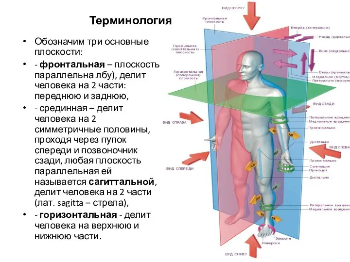 Обозначим три основные плоскости: - фронтальная – плоскость параллельна лбу), делит человека