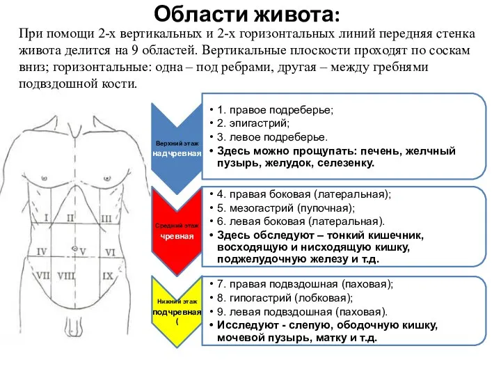 Области живота: При помощи 2-х вертикальных и 2-х горизонтальных линий передняя стенка