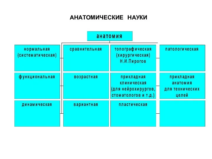 АНАТОМИЧЕСКИЕ НАУКИ