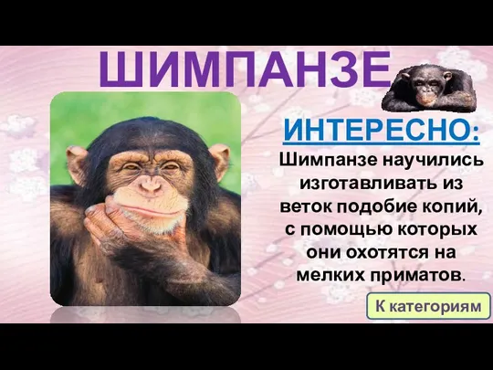 ШИМПАНЗЕ ИНТЕРЕСНО: Шимпанзе научились изготавливать из веток подобие копий, с помощью которых