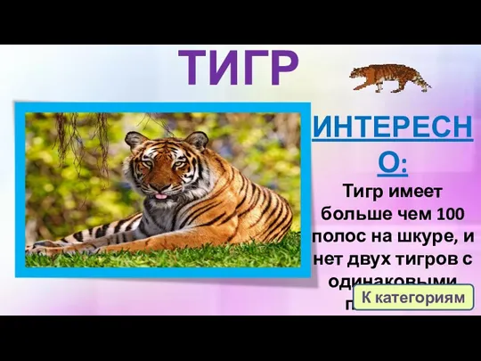 ТИГР ИНТЕРЕСНО: Тигр имеет больше чем 100 полос на шкуре, и нет