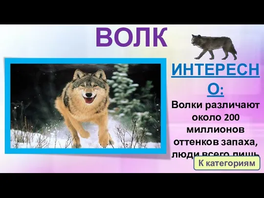 ВОЛК ИНТЕРЕСНО: Волки различают около 200 миллионов оттенков запаха, люди всего лишь 5 млн. К категориям