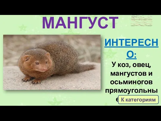 МАНГУСТ ИНТЕРЕСНО: У коз, овец, мангустов и осьминогов прямоугольные зрачки. К категориям