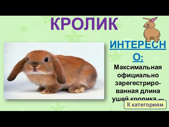 КРОЛИК ИНТЕРЕСНО: Максимальная официально зарегестриро-ванная длина ушей кролика — 80 см. К категориям