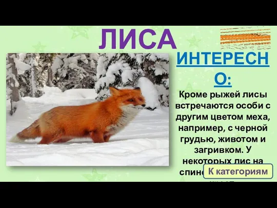 ЛИСА ИНТЕРЕСНО: Кроме рыжей лисы встречаются особи с другим цветом меха, например,