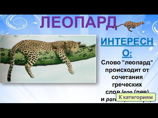 ЛЕОПАРД ИНТЕРЕСНО: Слово "леопард" происходит от сочетания греческих слов leon (лев) и pardus(пантера). К категориям