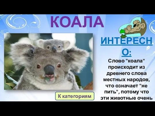 КОАЛА ИНТЕРЕСНО: Слово "коала" происходит из древнего слова местных народов, что означает