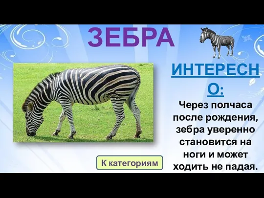 ЗЕБРА ИНТЕРЕСНО: Через полчаса после рождения, зебра уверенно становится на ноги и