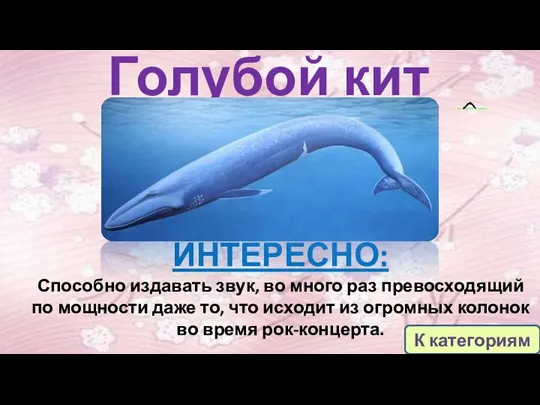 Голубой кит ИНТЕРЕСНО: Способно издавать звук, во много раз превосходящий по мощности