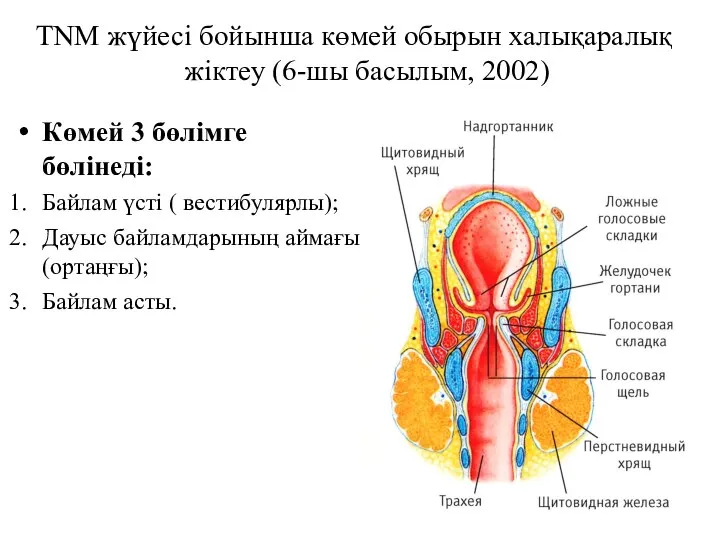 ТNM жүйесі бойынша көмей обырын халықаралық жіктеу (6-шы басылым, 2002) Көмей 3