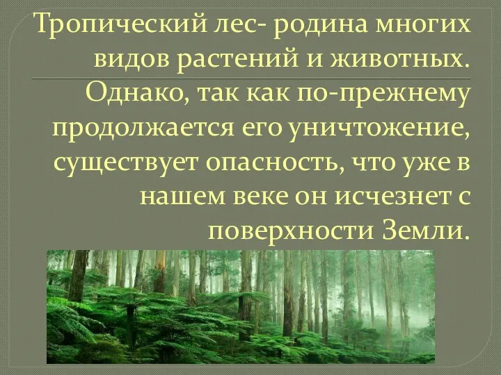 Тропический лес- родина многих видов растений и животных. Однако, так как по-прежнему