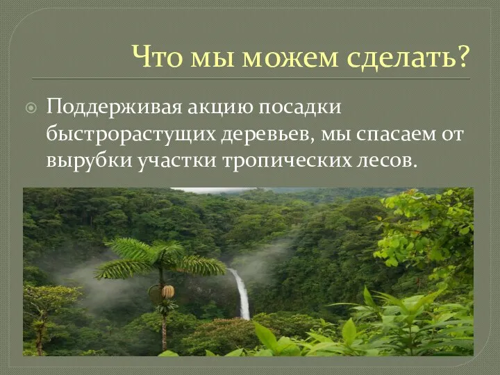 Что мы можем сделать? Поддерживая акцию посадки быстрорастущих деревьев, мы спасаем от вырубки участки тропических лесов.